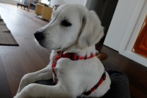 Ella white star (Bild: Marc Mühleis )