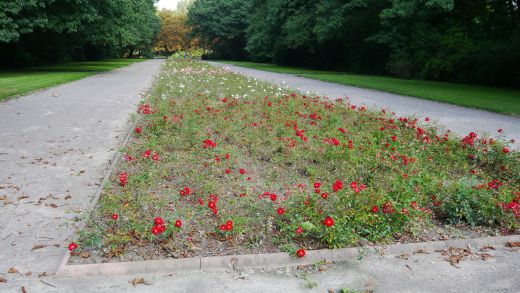 Der Hauptweg mit Rosenbeet